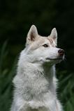 SIBERIAN HUSKY 956
